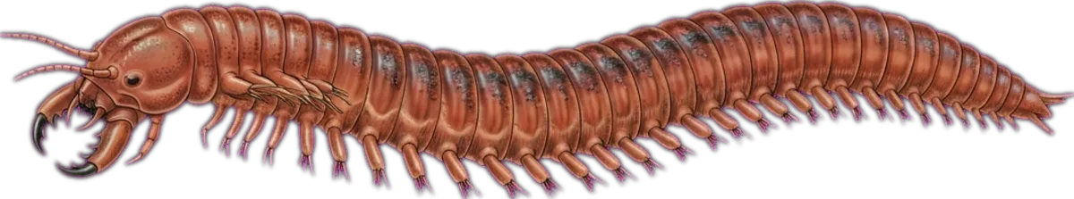 Blood Worm illustration