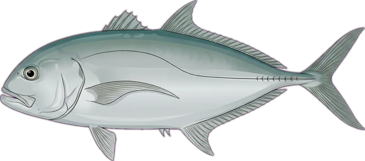 Bludger Trevally illustration