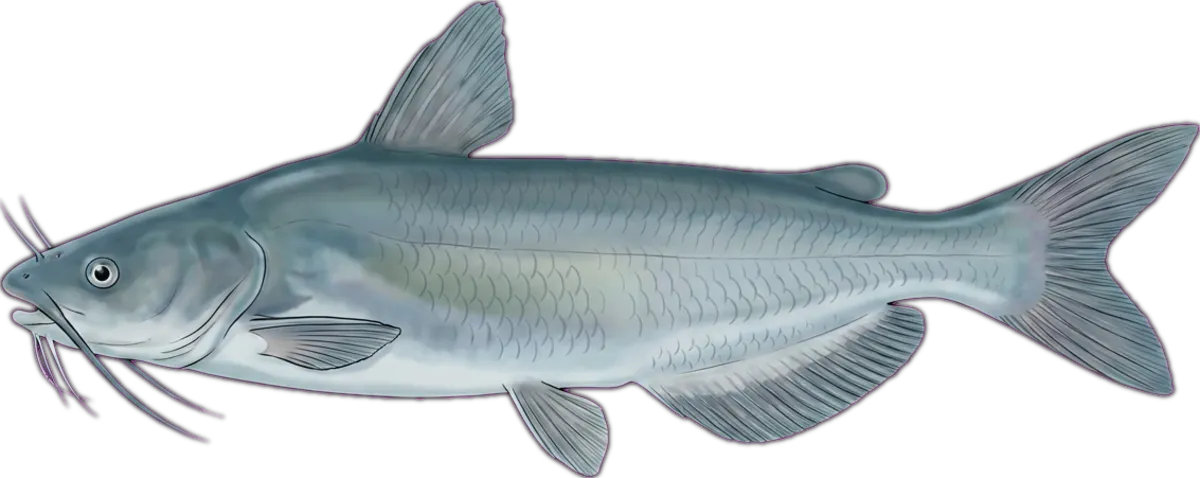 Blue Catfish illustration