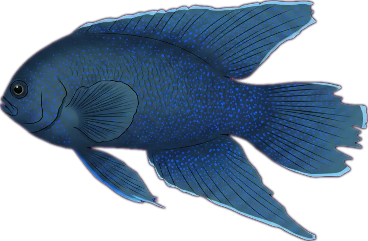 Southern Blue Devilfish illustration