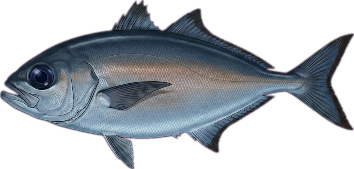 Blue-eye Trevalla illustration