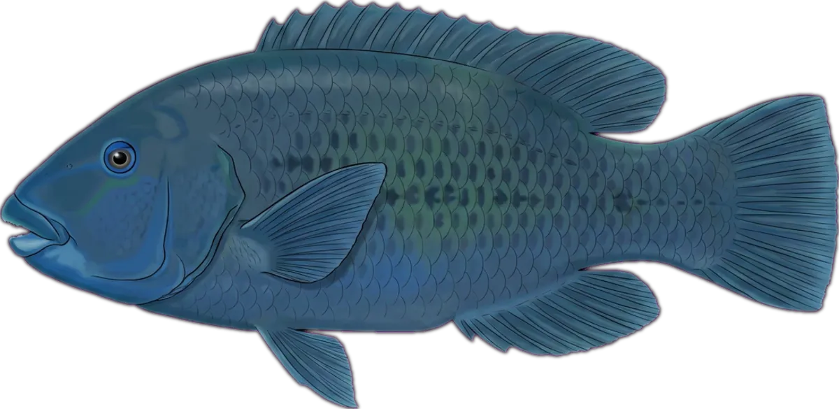 Eastern Blue Groper illustration