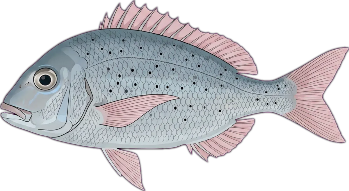 Blue-lined Large-eye Bream illustration