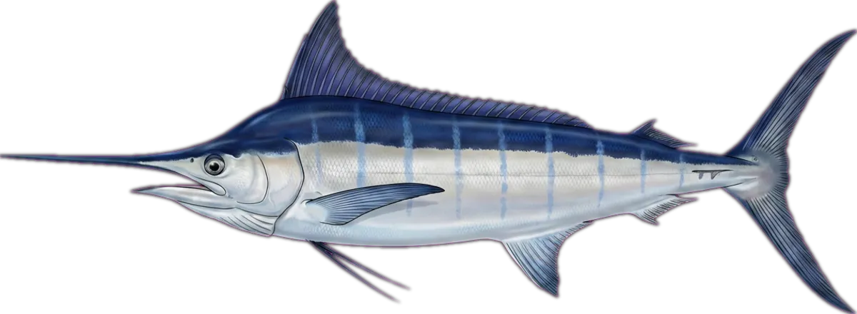 Blue Marlin illustration