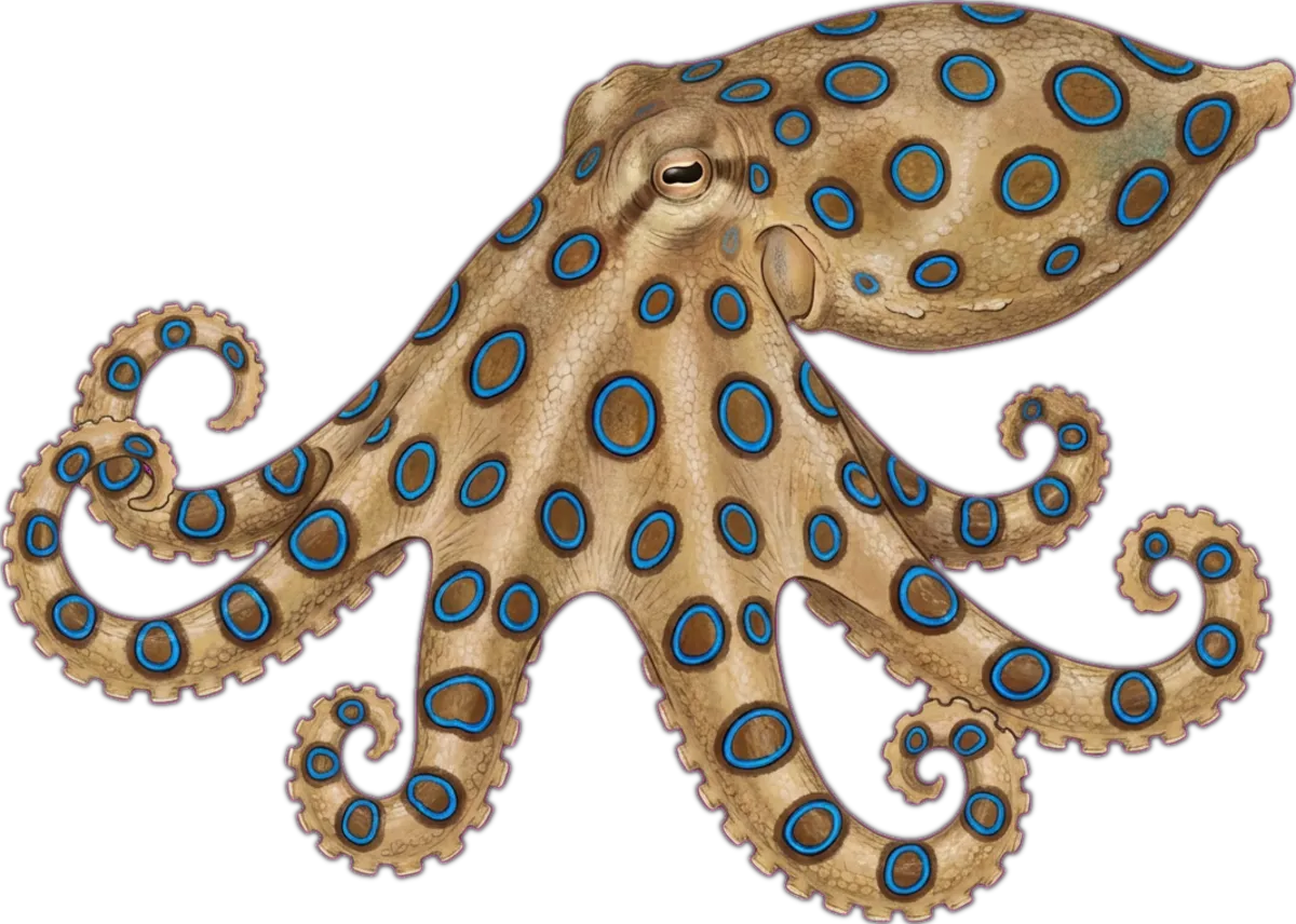 Blue-ringed Octopus illustration