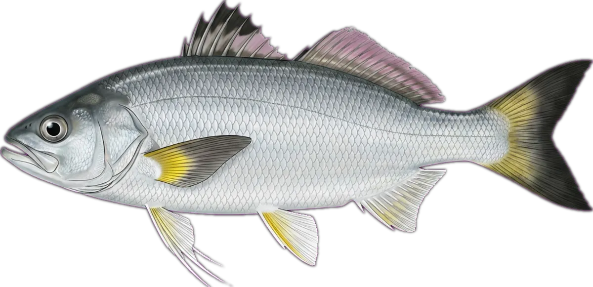 Blue Salmon illustration