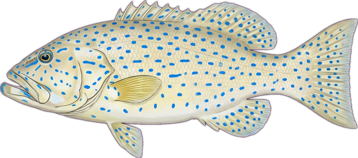 Blue-spot Coral Trout illustration