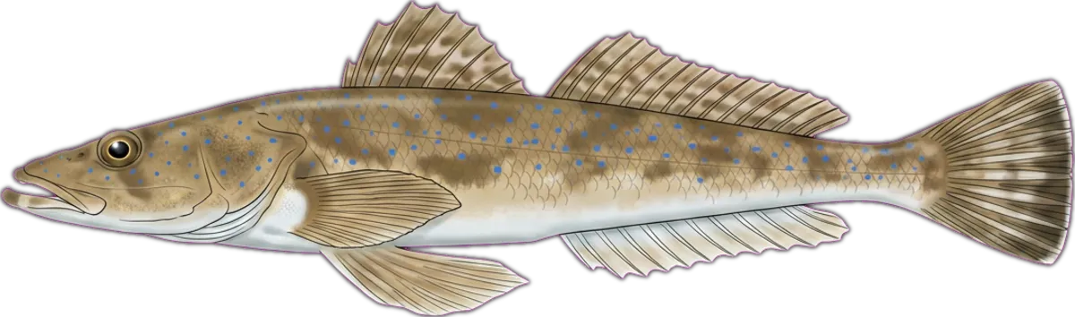 Blue-spot Flathead illustration