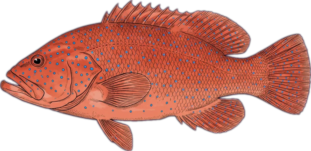 Blue-spot Rockcod illustration