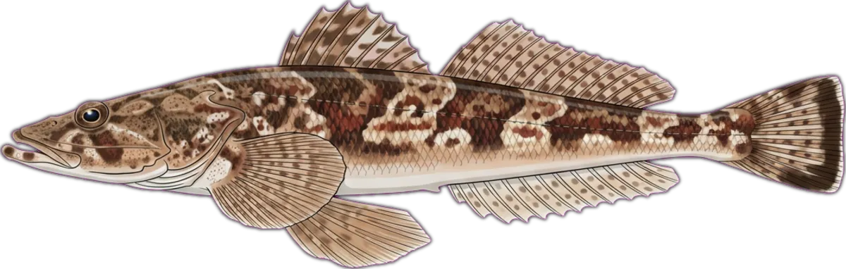 Marbled Flathead illustration
