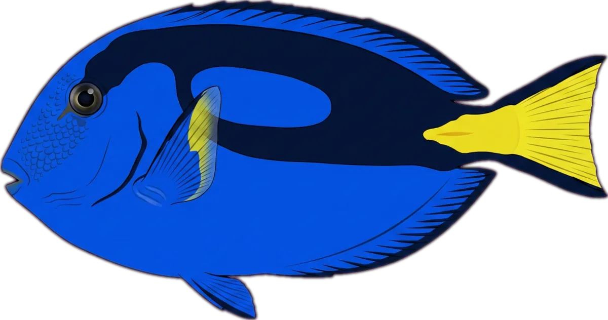 Blue Tang illustration