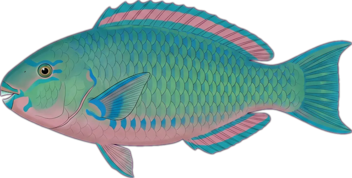 Blue-throat Parrotfish illustration