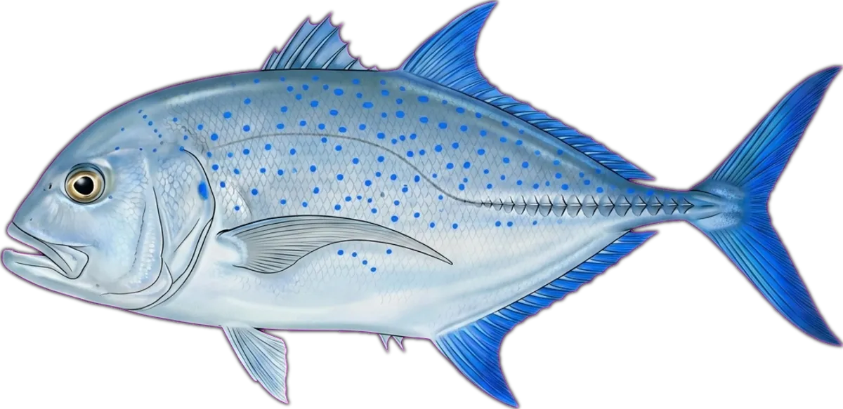 Bluefin Trevally illustration