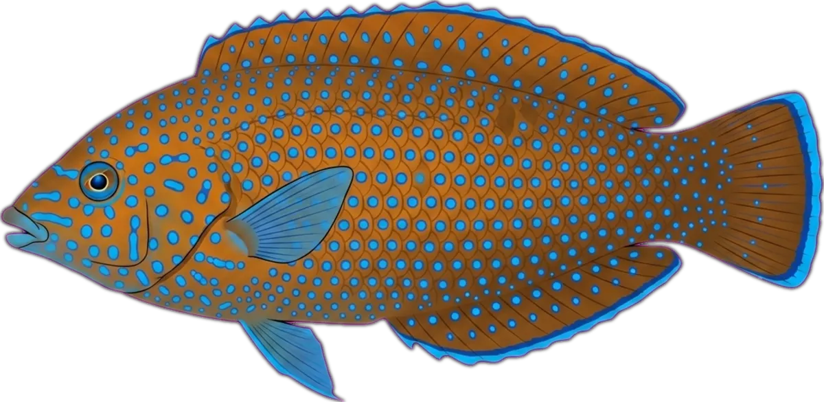 Bluespotted Wrasse illustration