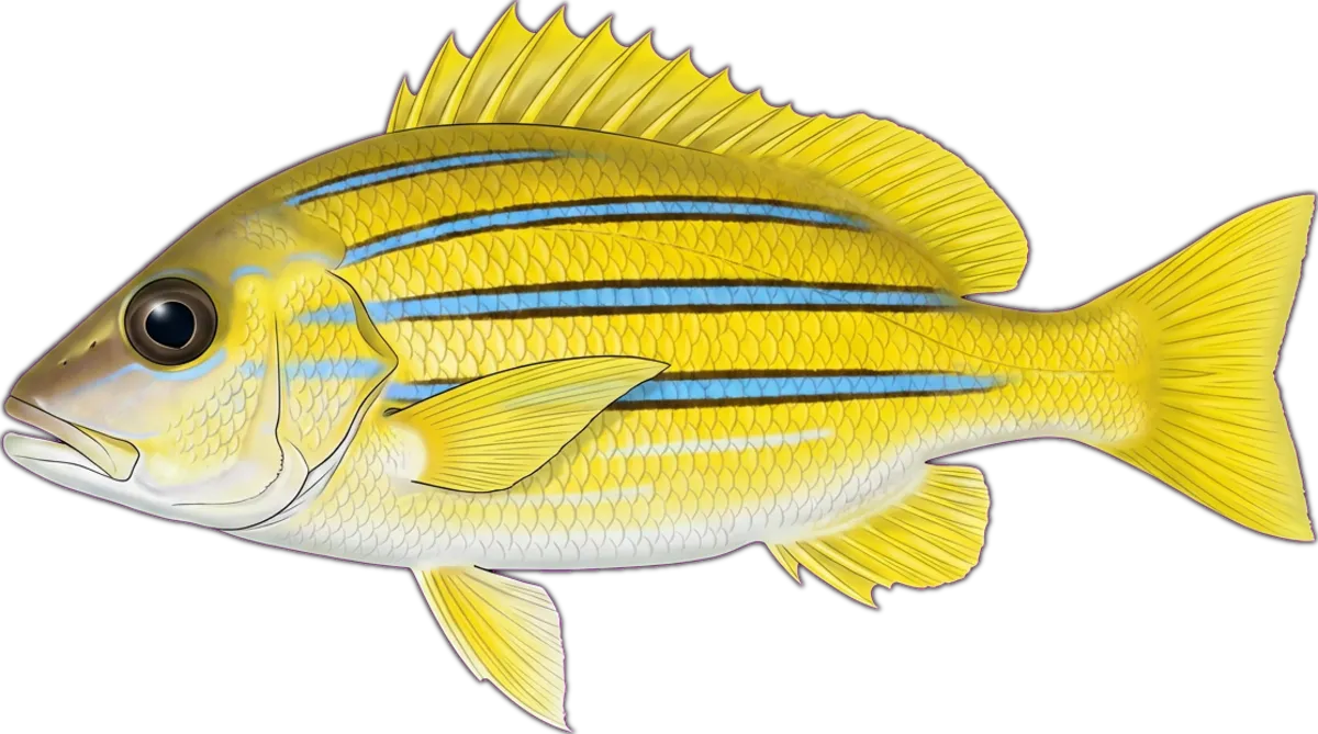 Bluestripe Snapper illustration