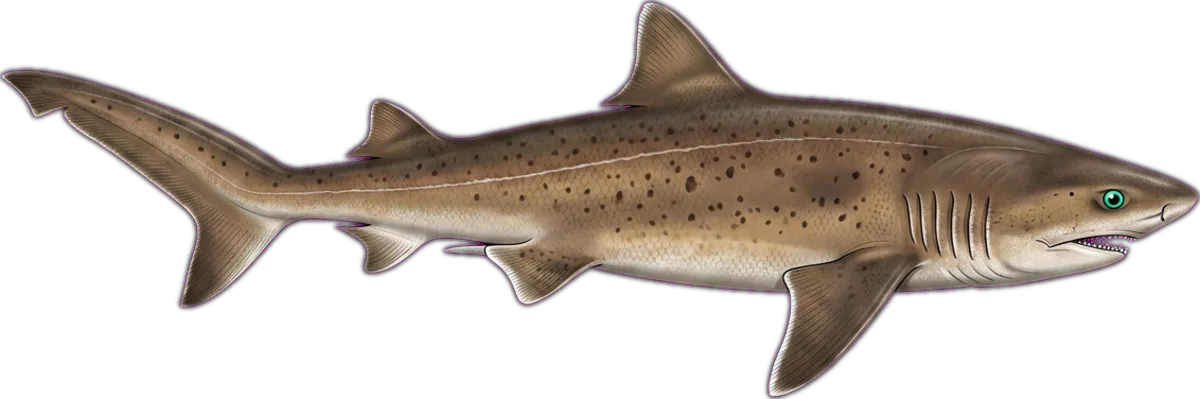 Bluntnose Sixgill Shark illustration