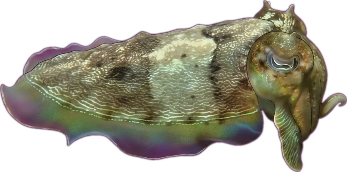 Bottletail Cuttlefish illustration
