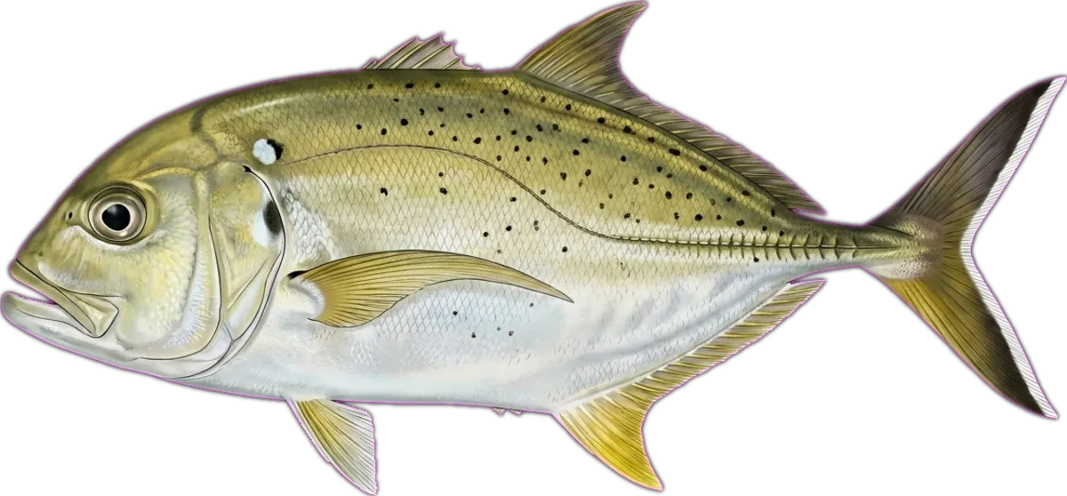 Brassy Trevally illustration