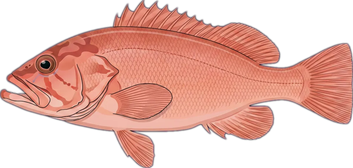 Breaksea Cod illustration