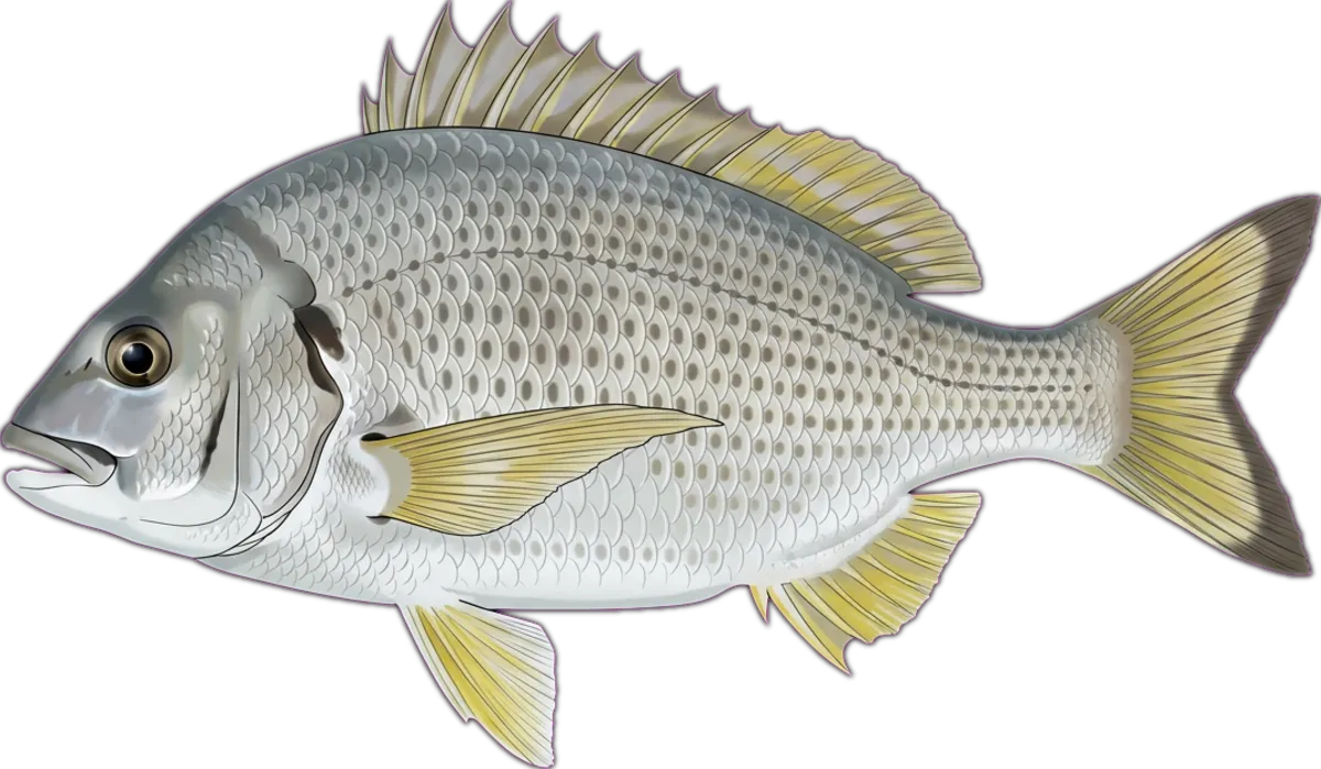 Yellowfin Bream illustration