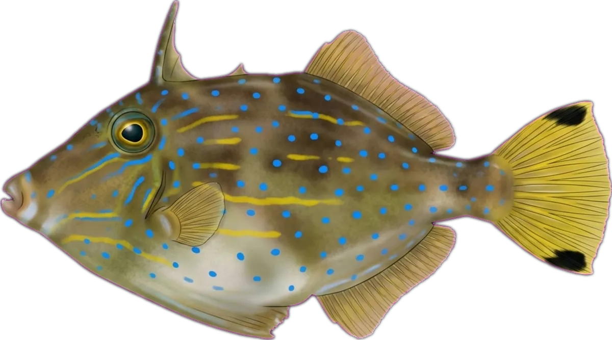 Bridled Leatherjacket illustration