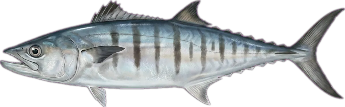 Broadbarred Mackerel illustration