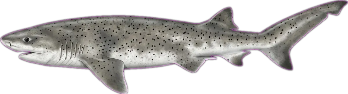 Broadnose Sevengill Shark illustration