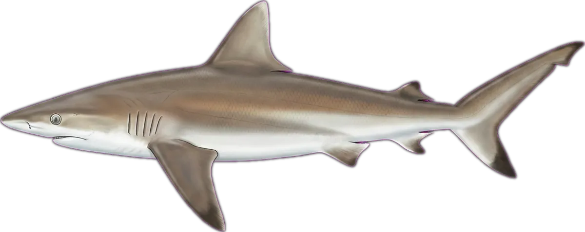 Bronze Whaler illustration