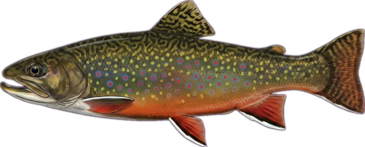 Brook Trout illustration