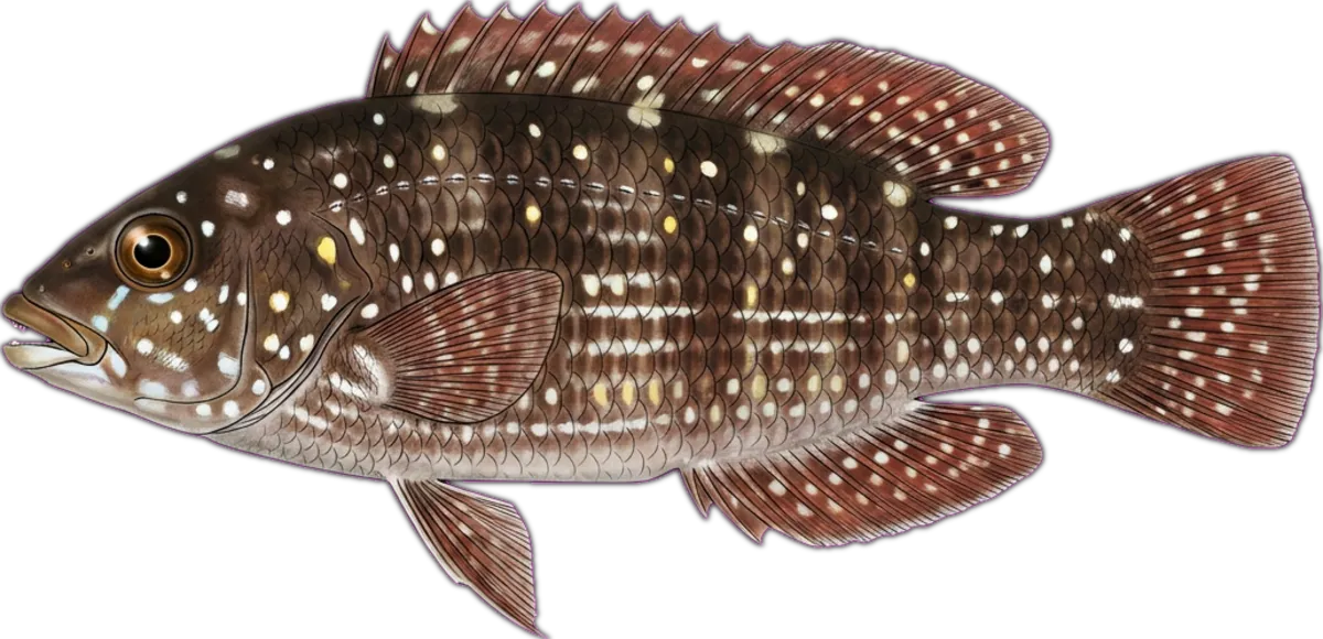 Brown-spotted Wrasse illustration