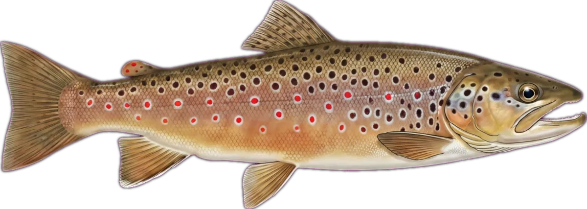 Brown Trout illustration