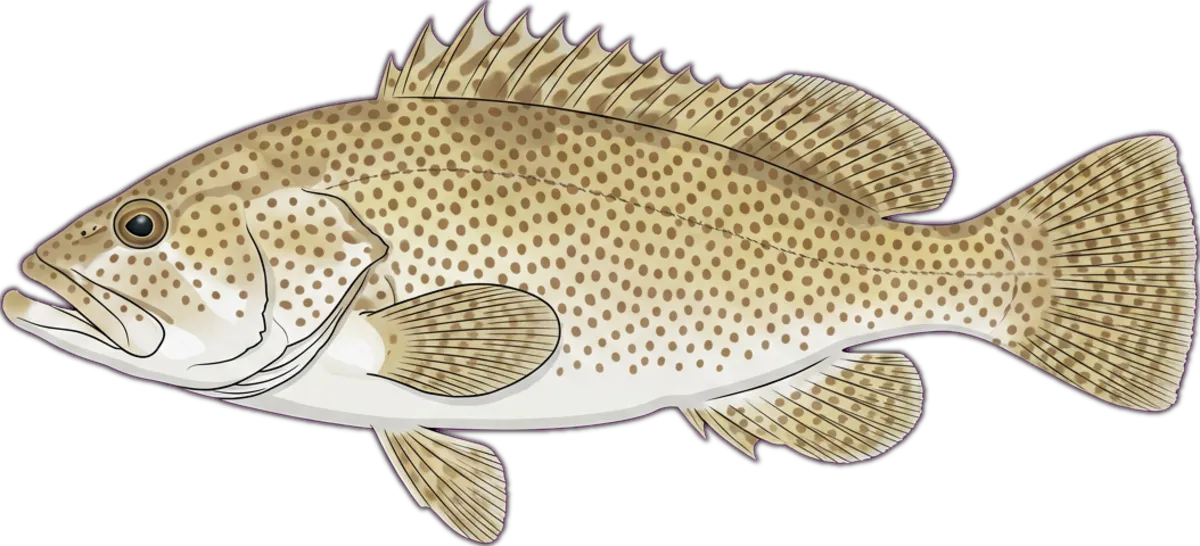 Brownspotted Rockcod illustration