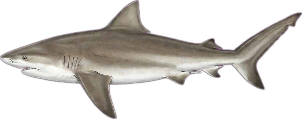 Bull Shark illustration