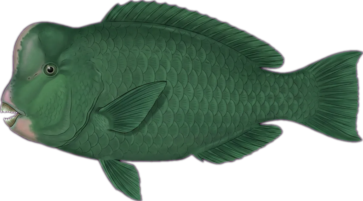 Bumphead Parrotfish illustration
