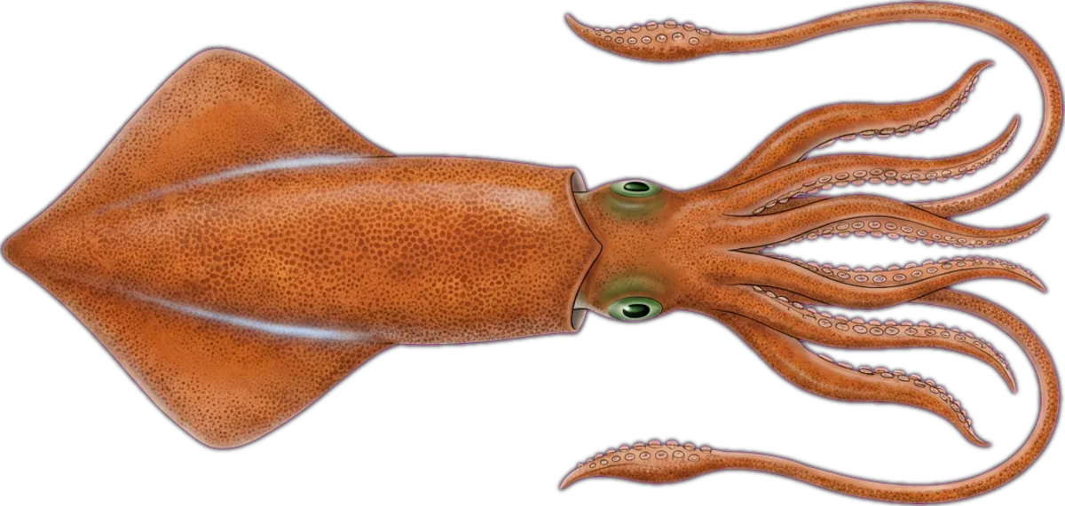 Southern Calamari illustration