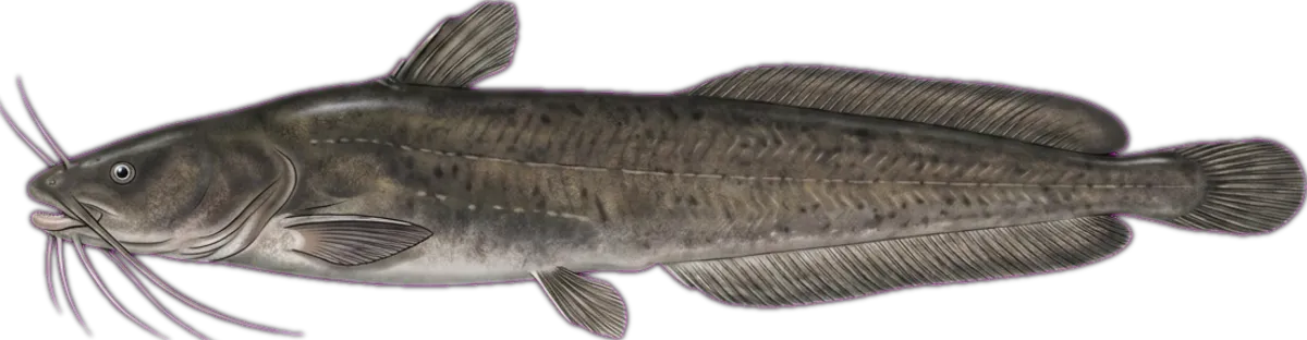 Canine Catfish illustration