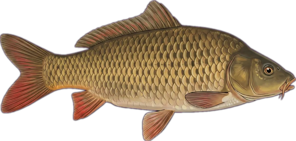 European Carp illustration