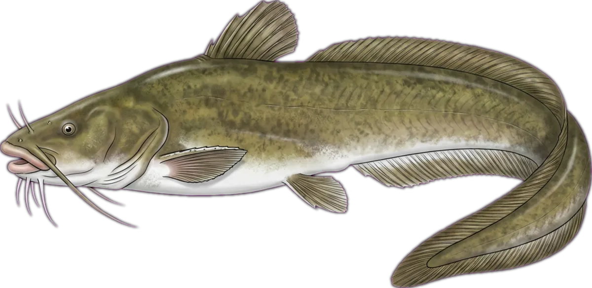 Eel-tailed Catfish illustration
