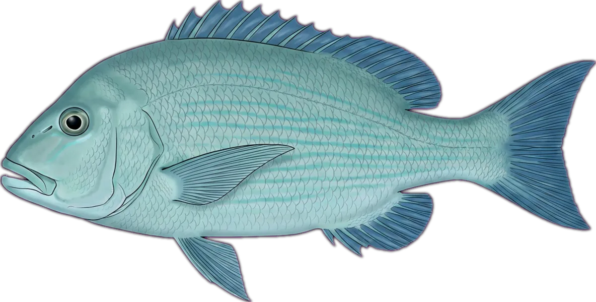 Chinaman Fish illustration