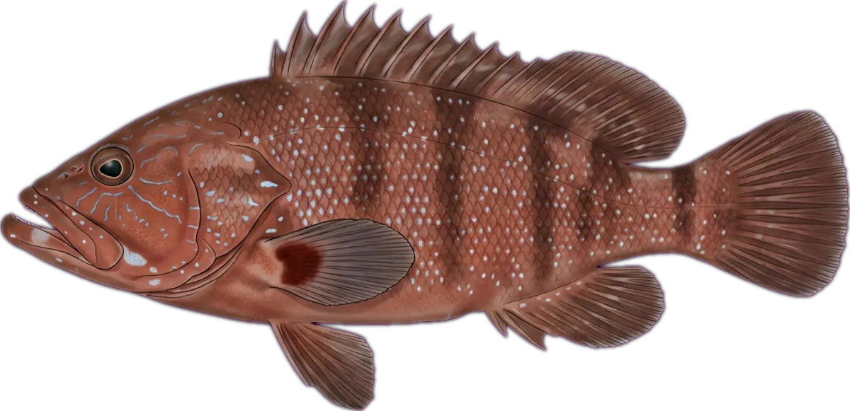 Chinaman Rockcod illustration