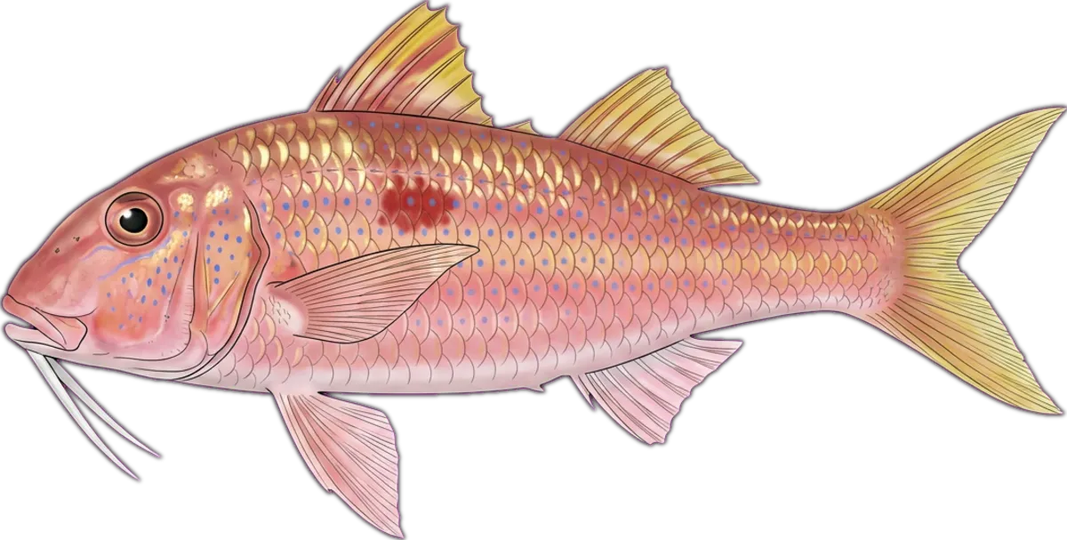 Cinnabar Goatfish illustration