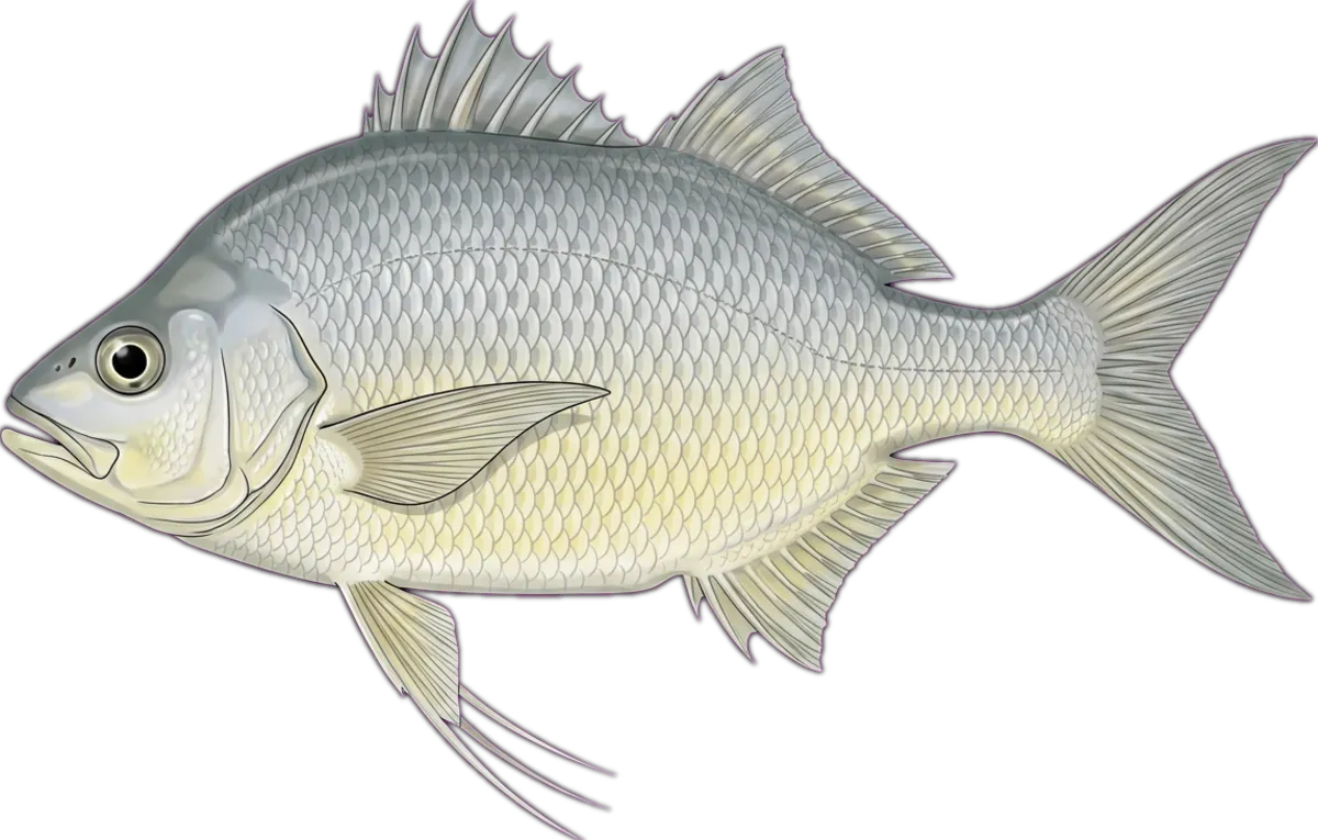 Cocky Salmon illustration