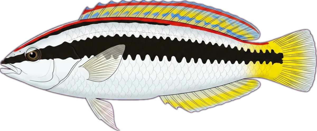 Comb Wrasse illustration