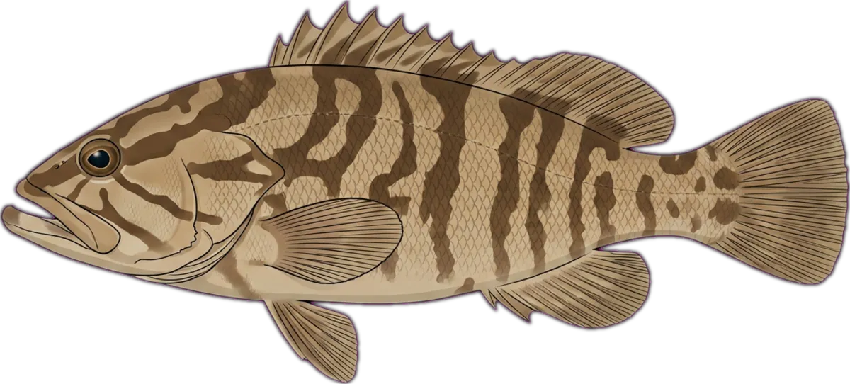Comet Grouper illustration
