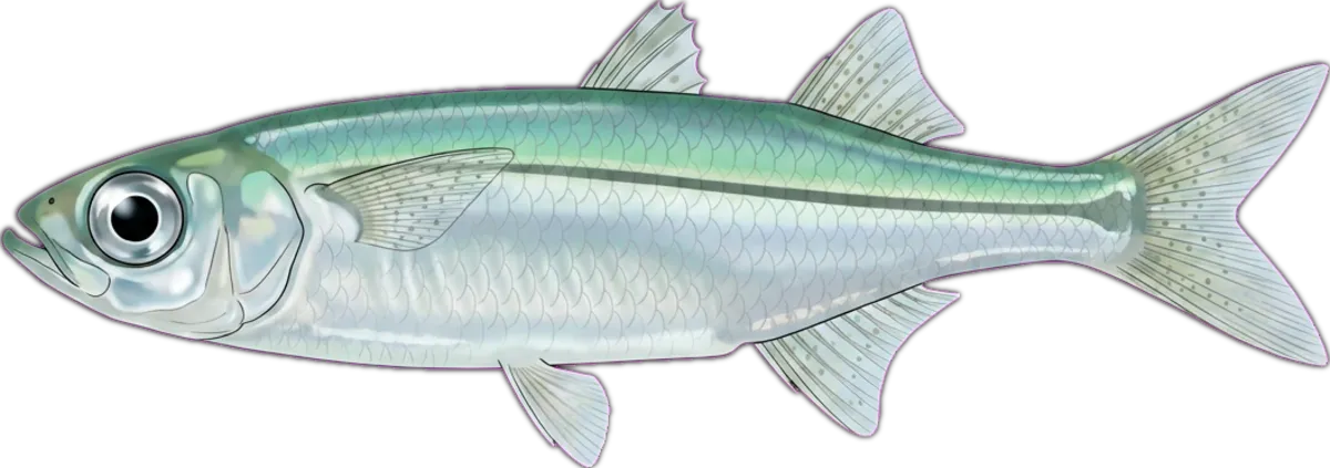 Common Hardyhead illustration