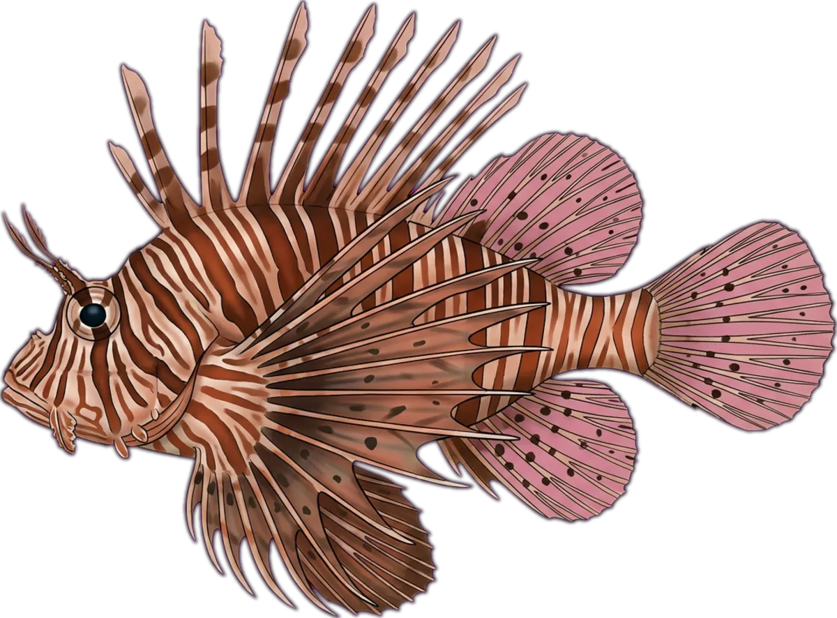 Common Lionfish illustration