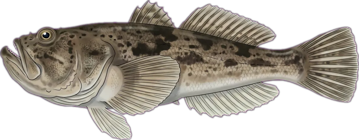 Common Stargazer illustration