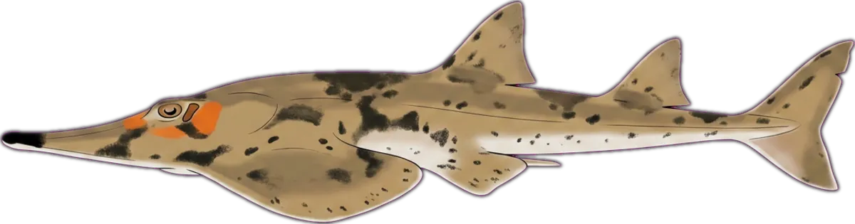 Eastern Shovelnose Ray illustration