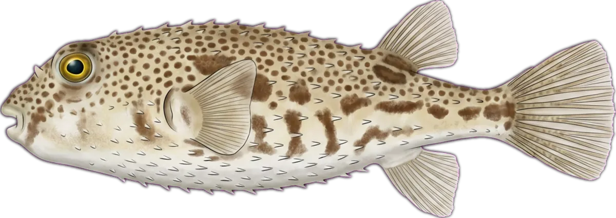 Common Toadie illustration