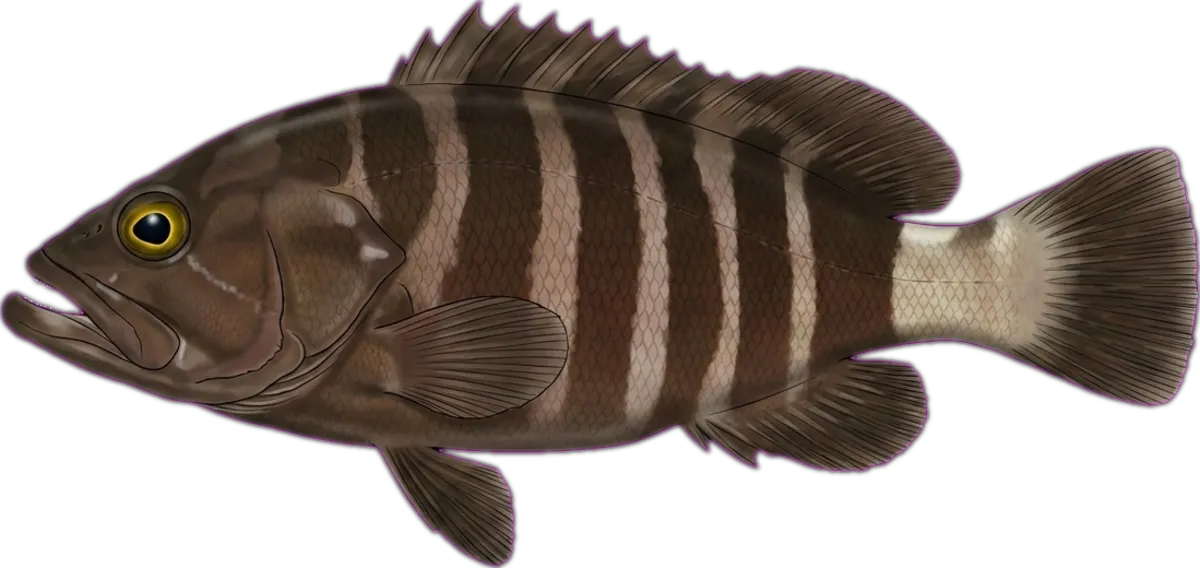Convict Grouper illustration